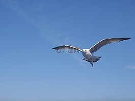 鳥,海鷗,伊斯坦堡