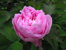 牡丹,peónia,花卉