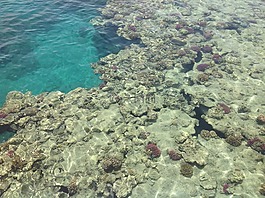 海,珊瑚礁,珊瑚