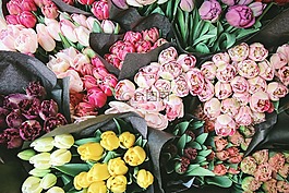 多彩,花,郁金香