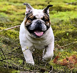 寵物,斗牛犬,狗
