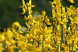 掃帚,黃色,開花
