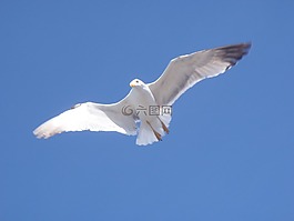 鳥,海鷗,飛