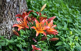 花,草,花卉