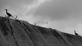 鵝,黑色和白色,鳥