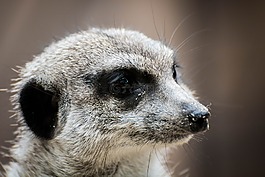 erdmann,獴,动物肖像