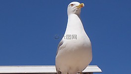 鳥,海鷗,簡(jiǎn)介