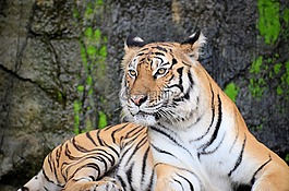 虎,動物,野生動物