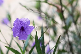 花,草,花卉
