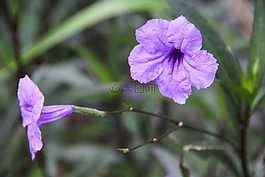 花,草,花卉