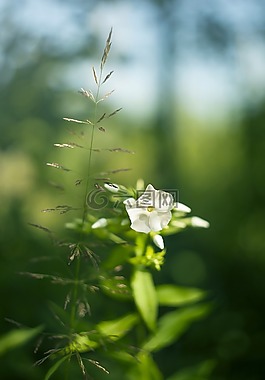 性質(zhì),植物,花卉