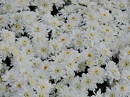花,植物區(qū)系,自然