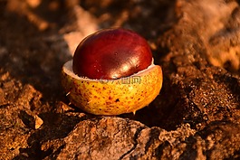 板栗,馬板栗,普通 rosskastanie