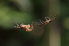 蜘蛛,昆蟲,蜘蛛-喜歡昆蟲