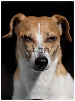 狗,動物,杰克羅素