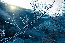 冬天,冰,森林
