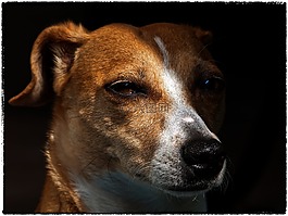 狗,動物,杰克羅素