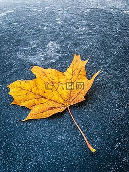 秋天的落葉,弗羅斯特,冷