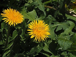蒲公英,鮮花,黃色
