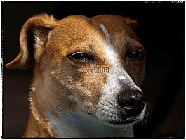 狗,動物,杰克羅素