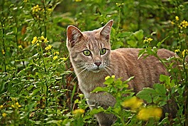 猫,mieze,品种猫