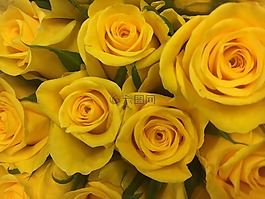玫瑰,花卉,鮮花