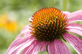 coneflower,松果菊,花