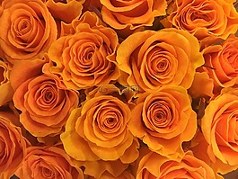 玫瑰,花卉,鮮花