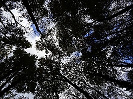 森林,樹木,天空