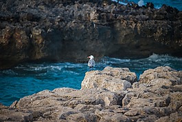 海鷗,濱,石頭