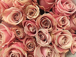 玫瑰,花卉,鮮花