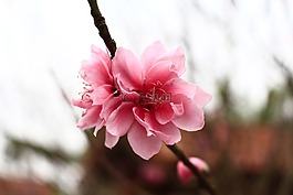 花,自然,植物區(qū)系
