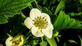 草莓,花卉,宏