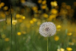 蒲公英,春天,草地