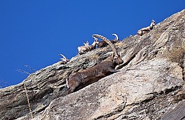 山羊,男人,女性