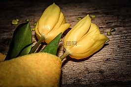 郁金香,鮮花,schnittblume