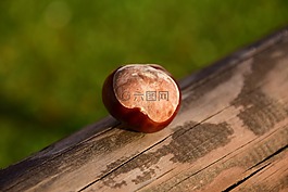 板栗,馬板栗,普通 rosskastanie