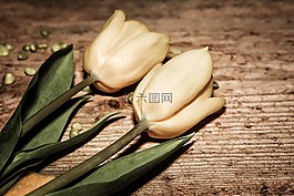 鮮花,郁金香,黃色