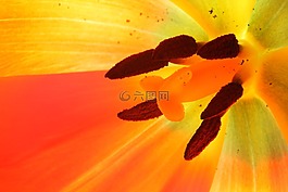 郁金香,宏,豐富多彩