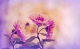 鮮花,花的,薰衣草