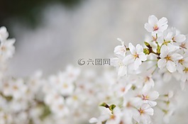 櫻花盛開,鮮花,美