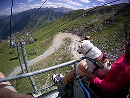 狗,纜車,山