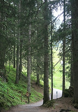 森林,路徑,綠色
