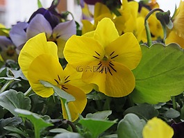 潘茜,鮮花,黃色