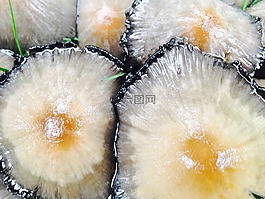 蘑菇,食品,吃