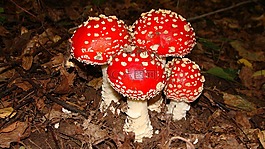 蘑菇,鵝膏菌,森林