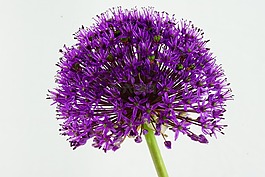 觀賞蔥,花,綠色