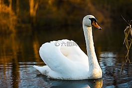 天鵝,鳥,自然