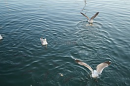 海鷗,喂食時間,登上水
