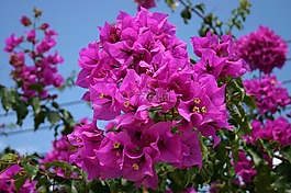 花,性質(zhì),花園